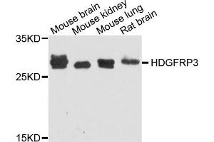 Western blot analysis of extract of various cells, using HDGFRP3 antibody. (HDGFRP3 抗体)