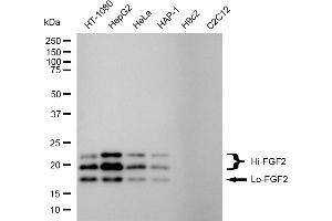 Western blotting analysis using FGF2 antibody (ABIN7798604).