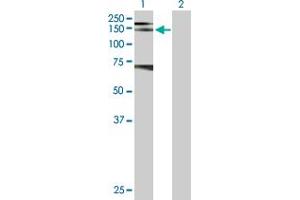 Western Blot analysis of RET expression in transfected 293T cell line by RET MaxPab polyclonal antibody. (Ret Proto-Oncogene 抗体  (AA 1-1072))