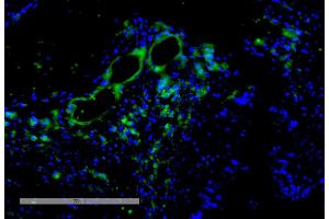 Immunohistochemistry analysis using Mouse Anti-VPS35 Monoclonal Antibody, Clone 11H10 (ABIN6933008). (VPS35 抗体  (Atto 594))