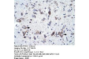 Human Brain (NCS1 抗体  (N-Term))