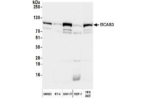 Western Blotting (WB) image for anti-Breast Carcinoma Amplified Sequence 3 (BCAS3) (C-Term) antibody (ABIN7453844) (BCAS3 抗体  (C-Term))