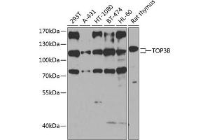 Western blot analysis of extracts of various cell lines, using TOP3B antibody (ABIN6132731, ABIN6149394, ABIN6149395 and ABIN6224540) at 1:1000 dilution. (TOP3B 抗体  (AA 1-270))
