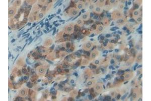 Detection of NES1 in Rat Intestine Tissue using Polyclonal Antibody to Nesfatin 1 (NES1) (NUCB2 抗体  (AA 26-106))