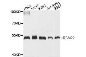 Western blot analysis of extracts of various cell lines, using RBM22 antibody. (RBM22 抗体  (AA 1-230))