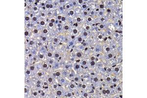 Immunohistochemistry of paraffin-embedded mouse liver using FIP1L1 antibody (ABIN5974293) at dilution of 1/100 (40x lens). (FIP1L1 抗体)