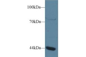 Western Blot; Sample: Human Jurkat cell lysate; Primary Ab: 1µg/ml Rabbit Anti-Human GTF3A Antibody Second Ab: 0. (GTF3A 抗体  (AA 71-365))