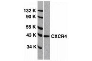Western Blotting (WB) image for anti-Chemokine (C-X-C Motif) Receptor 4 (CXCR4) (Extracellular Loop) antibody (ABIN1030841) (CXCR4 抗体  (Extracellular Loop))