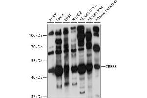 Western blot analysis of extracts of various cell lines, using CREB3 antibody (ABIN6128862, ABIN6139013, ABIN6139015 and ABIN6222241) at 1:1000 dilution. (CREB3 抗体  (AA 1-230))