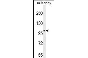 GRIA4 Antibody (Center) (ABIN654681 and ABIN2844375) western blot analysis in mouse kidney tissue lysates (35 μg/lane). (GRIA4 抗体  (AA 259-287))