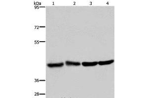 Western Blot analysis of Human fetal liver and brain tissue, 293T and Hela cell using DRG1 Polyclonal Antibody at dilution of 1:350 (DRG1 抗体)
