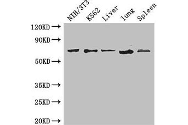 IL23R Antikörper  (AA 15-125)