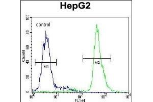 SERPINI1 Antibody (N-term) (ABIN654346 and ABIN2844114) flow cytometric analysis of HepG2 cells (right histogram) compared to a negative control cell (left histogram). (Neuroserpin 抗体  (N-Term))