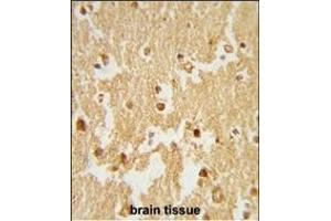Formalin-fixed and paraffin-embedded human brain tissue reacted with ESRRB Antibody (Center), which was peroxidase-conjugated to the secondary antibody, followed by DAB staining. (ESRRB 抗体  (AA 275-305))