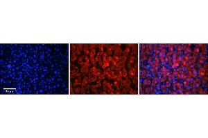 Immunohistochemistry (IHC) image for anti-Solute Carrier Family 37 (Glucose-6-Phosphate Transporter), Member 4 (SLC37A4) (N-Term) antibody (ABIN2781569)
