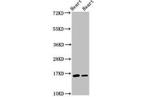 Western Blot Positive WB detected in: Rat heart tissue, Mouse heart tissue All lanes: C3orf14 antibody at 2. (C3ORF14 抗体  (AA 9-128))