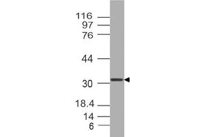Image no. 1 for anti-Orthodenticle Homeobox 2 (OTX2) (AA 1-204) antibody (ABIN5027412) (OTX2 抗体  (AA 1-204))