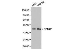 Western Blotting (WB) image for anti-Proteasome (Prosome, Macropain) 26S Subunit, ATPase, 5 (PSMC5) antibody (ABIN1874386) (PSMC5 抗体)