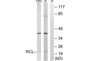 Western blot analysis of extracts from K562 cells and Jurkat cells, using RCL antibody. (RCL 抗体  (N-Term))