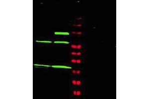 Western blot using Affinity Purified anti-MAD2L1 antibody shows detection of a predominant band at ~24 kDa corresponding to MAD2L1 (arrowhead) present in Jurkat (lane 1) and HeLa (lane 2) whole cell lysates using the 800 nm channel (green). (MAD2L1 抗体  (AA 3-13))