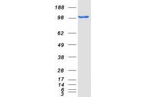Western Blotting (WB) image for Microtubule Associated Monoxygenase, Calponin and LIM Domain Containing 1 (MICAL1) protein (Myc-DYKDDDDK Tag) (ABIN2725983)