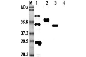 Western blot analysis using anti-CD137 (human), pAb  at 1:5,000 dilution. (CD137 抗体)