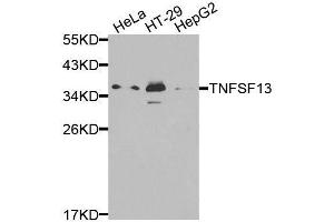 Western blot analysis of extracts of various cell lines, using TNFSF13 antibody. (TNFSF13 抗体  (AA 105-247))