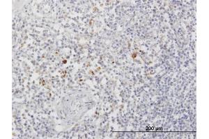 Immunoperoxidase of purified MaxPab antibody to ARSA on formalin-fixed paraffin-embedded human lymph node. (Arylsulfatase A 抗体  (AA 1-507))