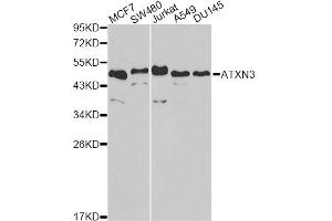 Western blot analysis of extracts of various cell lines, using ATXN3 antibody. (Ataxin 3 抗体)