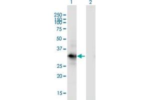 Western Blot analysis of MORG1 expression in transfected 293T cell line by MORG1 monoclonal antibody (M02), clone 4E12. (MORG1 抗体  (AA 171-262))