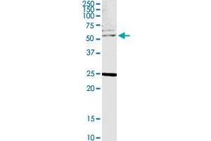 CLK4 MaxPab polyclonal antibody. (CLK4 抗体  (AA 1-481))