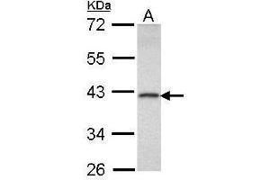 WB Image Sample (30 ug of whole cell lysate) A: Raji 10% SDS PAGE antibody diluted at 1:1000 (DEDD 抗体)