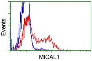 HEK293T cells transfected with either RC208308 overexpress plasmid (Red) or empty vector control plasmid (Blue) were immunostained by anti-MICAL1 antibody (ABIN2453289), and then analyzed by flow cytometry. (MICAL1 抗体)
