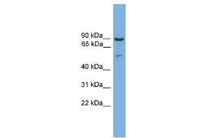 Cornulin antibody used at 1 ug/ml to detect target protein.