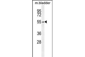 FBXW8 Antibody (Center) (ABIN654676 and ABIN2844371) western blot analysis in mouse bladder tissue lysates (35 μg/lane). (FBXW8 抗体  (AA 270-299))