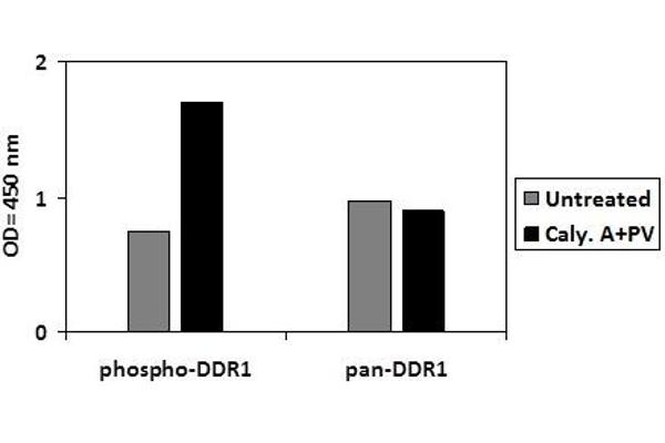 DDR1 ELISA 试剂盒