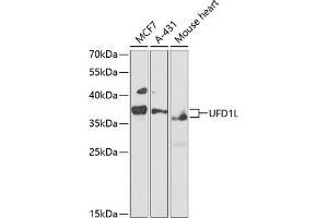 Western blot analysis of extracts of various cell lines, using UFD1L antibody (ABIN1683208, ABIN5664259, ABIN5664261 and ABIN6220174) at 1:1000 dilution. (UFD1L 抗体  (AA 1-307))