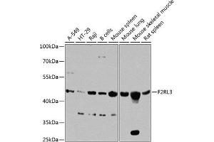 Western blot analysis of extracts of various cell lines, using F2RL3 antibody (ABIN6133491, ABIN6140408, ABIN6140409 and ABIN6224543) at 1:1000 dilution. (F2RL3 抗体  (AA 20-150))