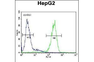 Flow cytometric analysis of HepG2 cells (right histogram) compared to a negative control cell (left histogram). (SERPINH1 抗体  (C-Term))