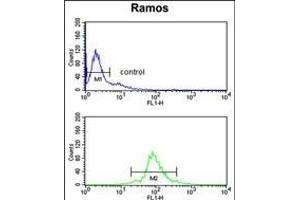 U2AF1 Antibody (Center ) (ABIN389305 and ABIN2839425) flow cytometry analysis of Ramos cells (bottom histogram) compared to a negative control cell (top histogram). (U2AF1 抗体  (AA 99-125))