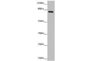 Western blot All lanes: MOCS1 antibody at 5. (MOCS1 抗体  (AA 90-360))
