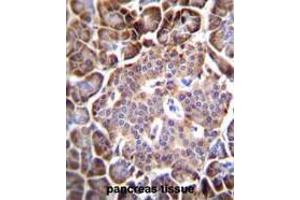 AQP12B Antibody (C-term) immunohistochemistry analysis in formalin fixed and paraffin embedded human pancreas tissue followed by peroxidase conjugation of the secondary antibody and DAB staining. (Aquaporin 12B 抗体  (C-Term))
