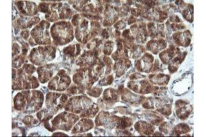 Image no. 2 for anti-Cell Division Cycle 123 Homolog (CDC123) antibody (ABIN1497389) (CDC123 抗体)