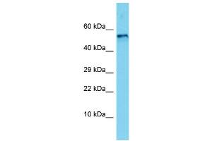 Host: Rabbit Target Name: Bmp5 Sample Type: Rat Brain lysates Antibody Dilution: 1. (BMP5 抗体  (C-Term))