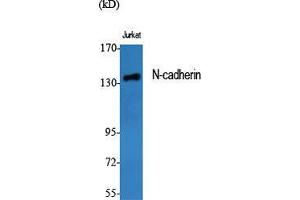 Western Blot (WB) analysis of specific cells using N-cadherin Polyclonal Antibody. (N-Cadherin 抗体  (C-Term))