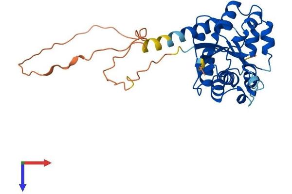 NMNAT2 Protein (AA 1-307) (His tag)