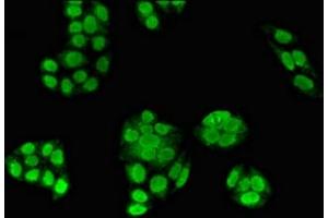 Immunofluorescent analysis of PC-3 cells using ABIN7176539 at dilution of 1:100 and Alexa Fluor 488-congugated AffiniPure Goat Anti-Rabbit IgG(H+L) (Zinc Finger Protein 816A (ZNF816A) (AA 1-200) 抗体)