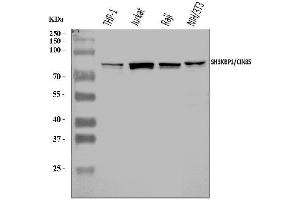 Western blot analysis of SH3KBP1 using anti-SH3KBP1 antibody (ABIN7600938). (SH3KBP1 抗体  (AA 256-629))