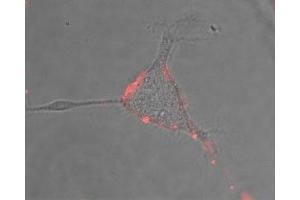 Expression of NALCN in rat PC12 cells - Cell surface detection of NALCN in intact living rat pheochromocytoma PC12 cells. (NALCN 抗体  (Extracellular))
