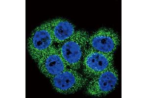 Confocal immunofluorescent analysis of DDR1 Antibody (Center) (ABIN391458 and ABIN2841434) with 293 cell followed by Alexa Fluor 488-conjugated goat anti-rabbit lgG (green). (DDR1 抗体  (AA 299-330))